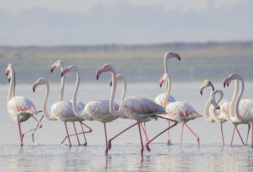 Flamingos at Bhigwan