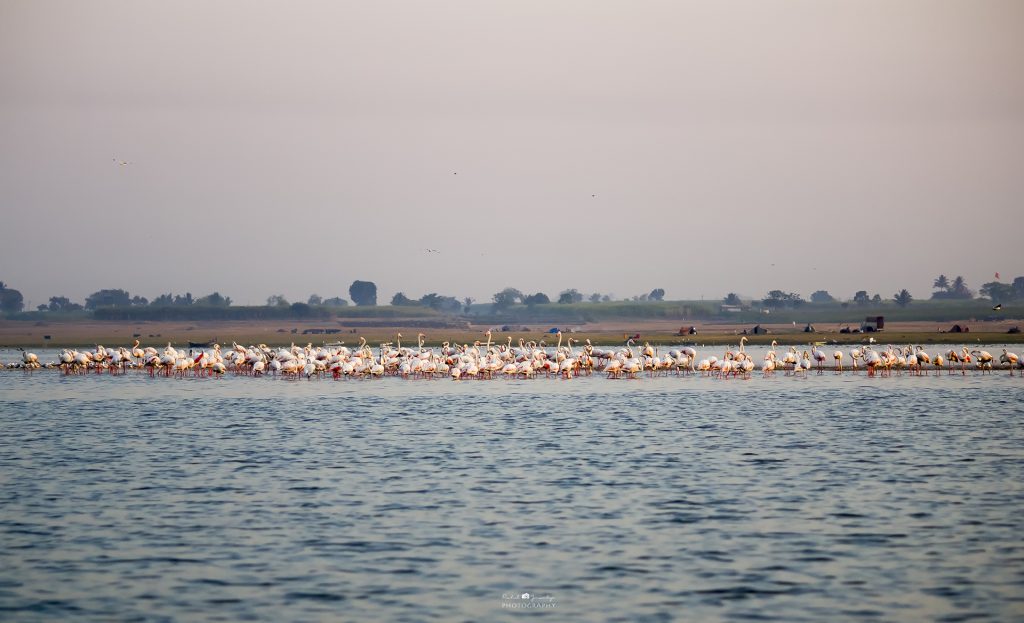 Flamingos at Bhigwan
