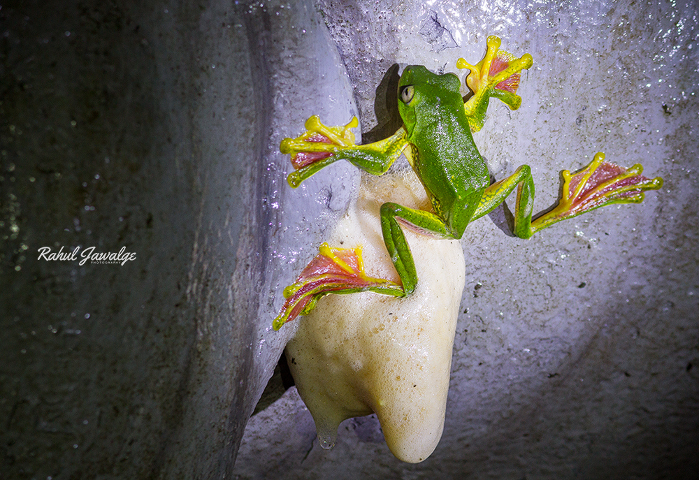 Malabar Gliding Frog