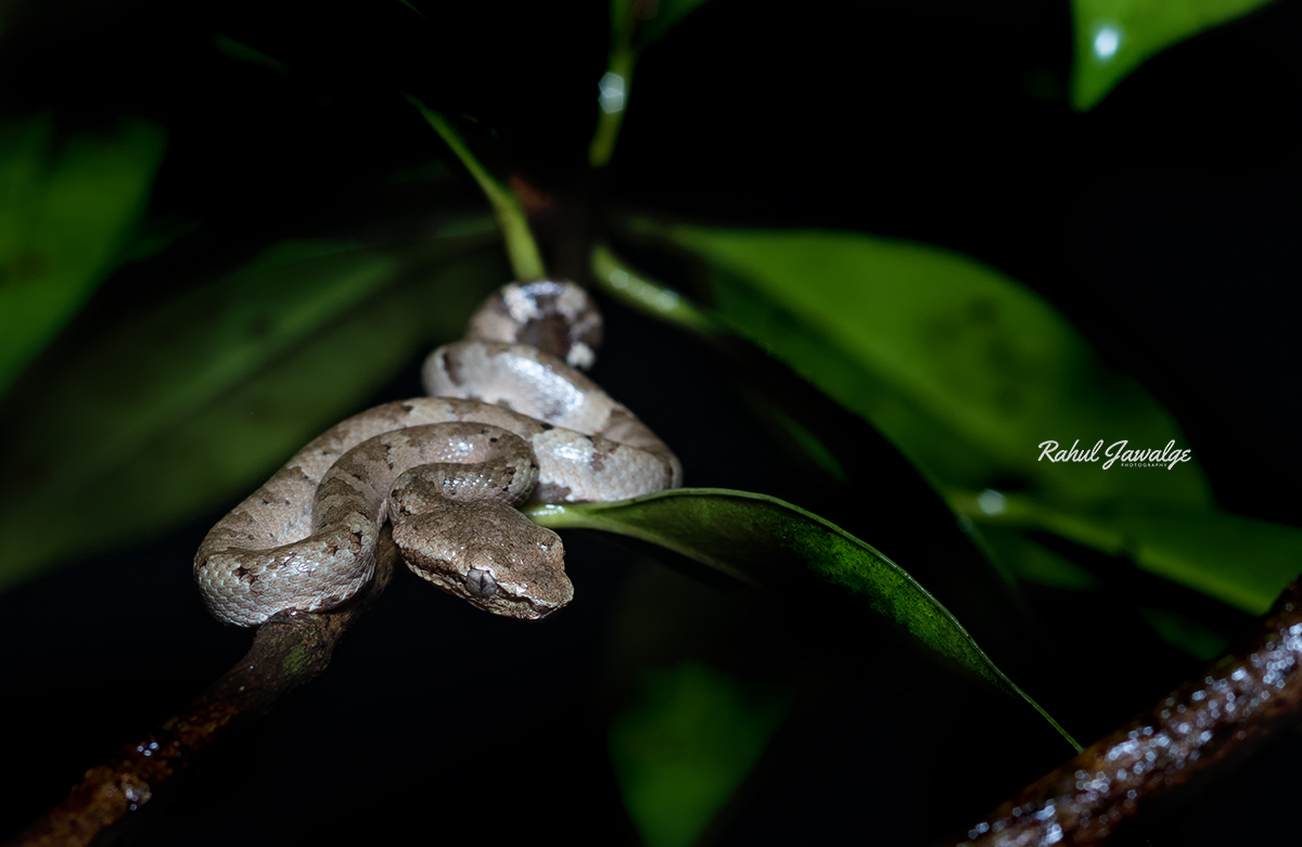 Malabar Pit Viper